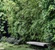 Düsseldorf Japanischer Garten Best Of 254 Best Bamboe Bamboo Images In 2020