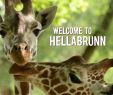 Englische Garten München Inspirierend Tierpark Hellabrunn Munich Zoo Hellabrunn