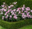 Englische Garten München Neu 78 Best Roses Images