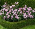 Englische Garten München Neu 78 Best Roses Images