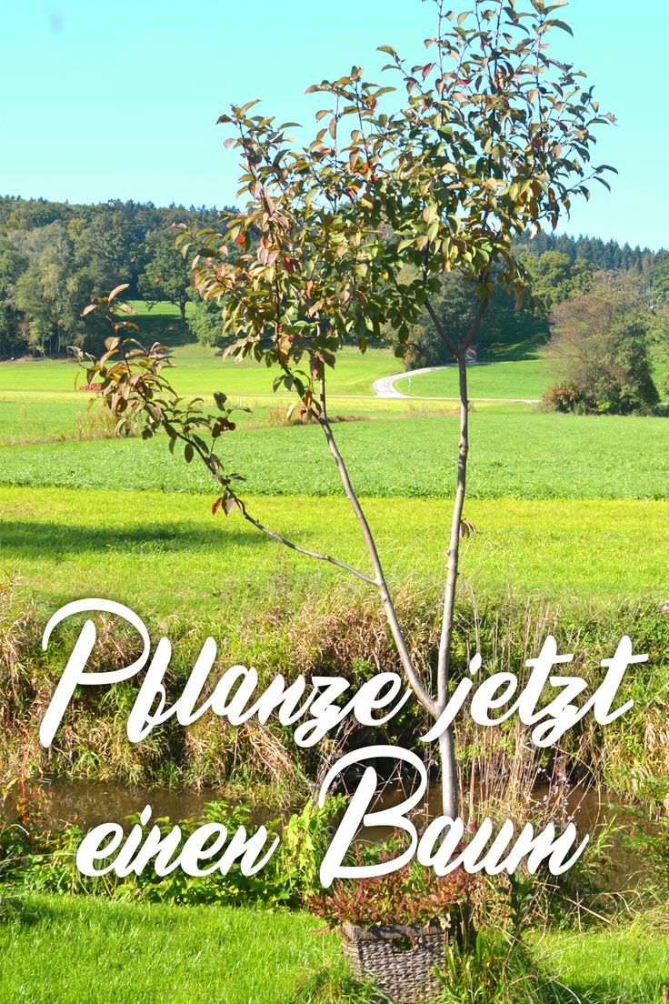 Englischer Garten Anlegen Elegant Baum Popular Pinterest