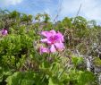 Englischer Garten Anlegen Inspirierend Pelargonien –