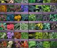 Englischer Garten München Parken Neu 103 Best Shade Gardens Images