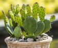 Feuerstelle Garten Erlaubt Elegant Kaktus Pflanzen Pflegen Und Vermehren
