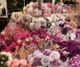 Frankfurt Chinesischer Garten Luxus Silk Ka Zijde In Zachte Rose Tinten