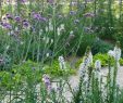 Garten Boden Genial Liatris Spicata Floristan White and Verbena Bonariensis