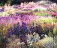 Garten Moorriem Inspirierend 23 Wildflower Garden for Your Backyard