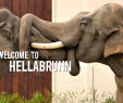 Garten München Inspirierend Tierpark Hellabrunn Munich Zoo Hellabrunn