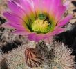 Garten Pflege Luxus Echinocereus Dasyacanthus Usa Texas Pecos Co More