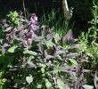 Garten Salbei Schneiden Neu Salbei Purpurascens Salvia Officinalis Purpurascens