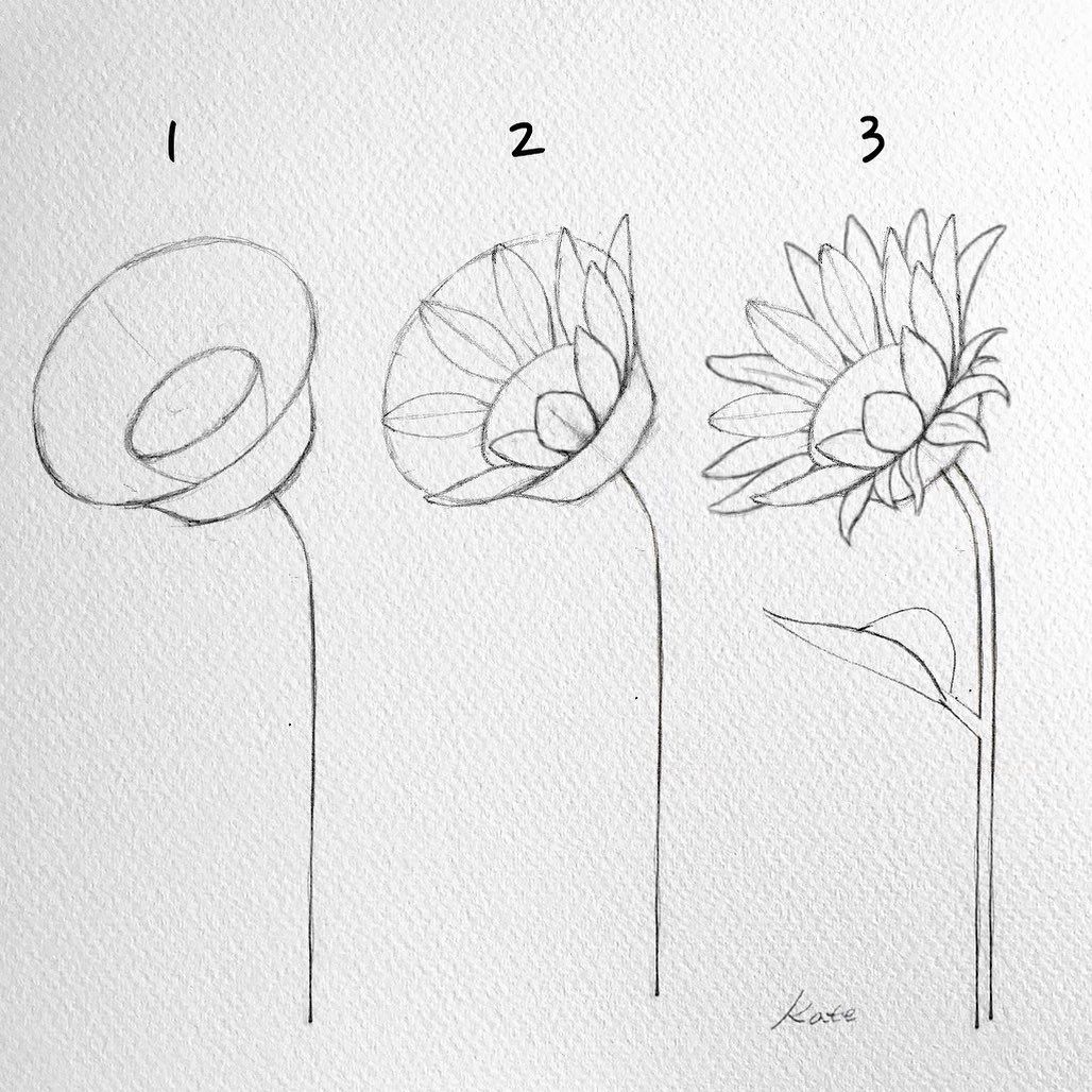 Garten Zeichnung Inspirierend How to Sketch Sunflowers Step by Step for Beginner