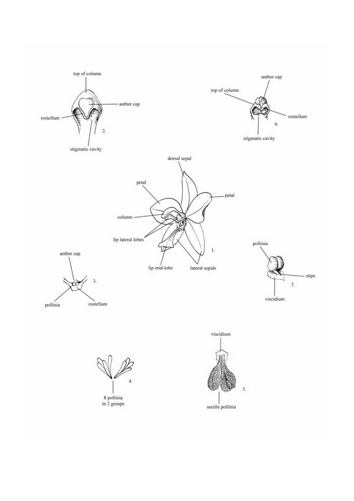 Gartenflora Abo Best Of orchidaceae All [pdf Document]
