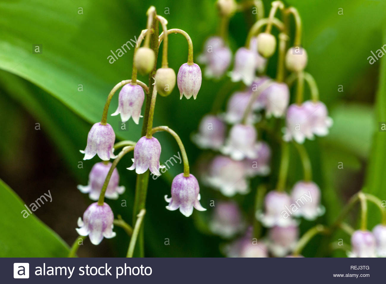 lily of the valley convallaria majalis rosea REJ3TG