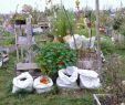 Gartengestaltung Kleine Gärten Genial Hintergründiges Zum Bioanbau 2013