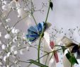 Geldgeschenk Garten Basteln Luxus Geldgeschenk Basteln In Letzter Minute Mit Schnittblumen