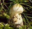 Giftige Pilze Im Garten Best Of so Gesund Sind Waldpilze so Viele Kalorien Haben Pilze Blick