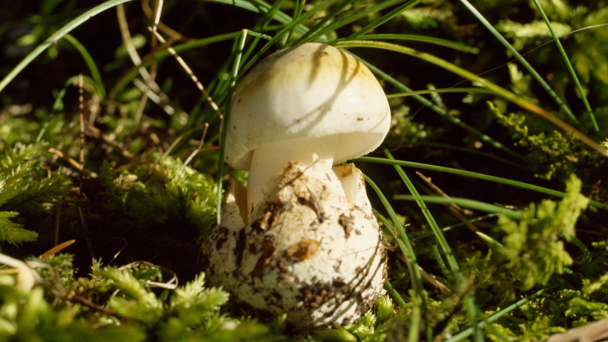 Giftige Pilze Im Garten Best Of so Gesund Sind Waldpilze so Viele Kalorien Haben Pilze Blick