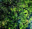 Giftige Pilze Im Garten Best Of Tree Wald Wood forrest Herbst Garten Draussenimgrünen