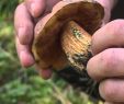 Giftige Pilze Im Garten Frisch Pilz Führer Diese Pilze Sind Lecker Und Garantiert Un Tig