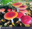 Giftige Pilze Im Garten Frisch Zauberhafte Kleine Rote Pilz Garten Im Herbst Stockfoto
