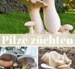 Giftige Pilze Im Garten Genial Die 120 Besten Bilder Von Pilze In 2020