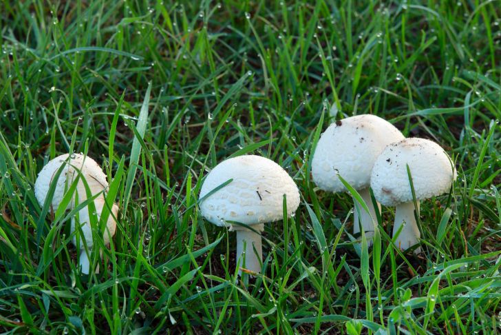 Giftige Pilze Im Garten Genial Pilze Im Garten Was Kann Man Dagegen Tun Ratgeber Von