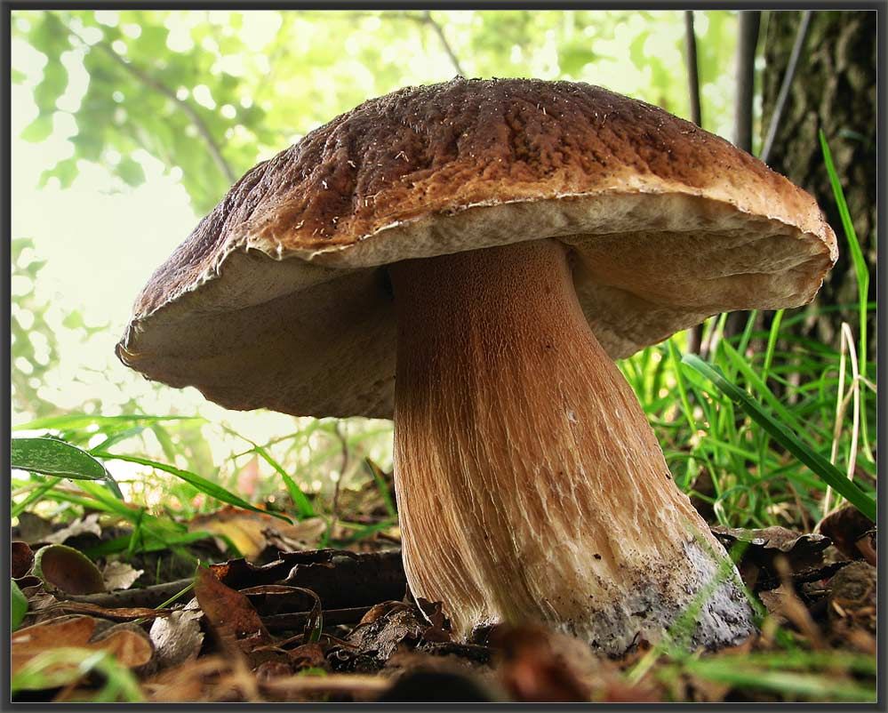 Giftige Pilze Im Garten Genial Pilze
