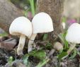 Giftige Pilze Im Garten Genial Stock