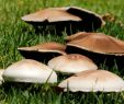 Giftige Pilze Im Garten Inspirierend Pilze Aus Dem Garten Entfernen – so Geht S Myhomebook