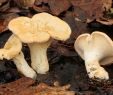 Giftige Pilze Im Garten Inspirierend Stoppelpilze –