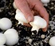 Giftige Pilze Im Garten Luxus Anleitung Pilze Züchten Im Eigenen Garten Und Im Keller