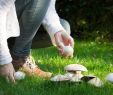 Giftige Pilze Im Garten Luxus Entdeckt Verzehr Von Pilzen Hält Unser Gedächtnis Auf Trab