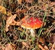 Giftige Pilze Im Garten Luxus Pilze Im Rasen Bestimmen Und Bekämpfen