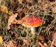 Giftige Pilze Im Garten Luxus Pilze Im Rasen Bestimmen Und Bekämpfen