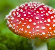 Giftige Pilze Im Garten Schön Bildergalerie Achtung Se Pilze Sind Tig