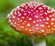 Giftige Pilze Im Garten Schön Bildergalerie Achtung Se Pilze Sind Tig