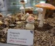 Giftige Pilze Im Garten Schön Pilzausstellung In Wiesbaden