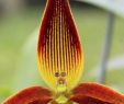 Herrenhauser Garten Luxus Bulbophyllum Unitubum