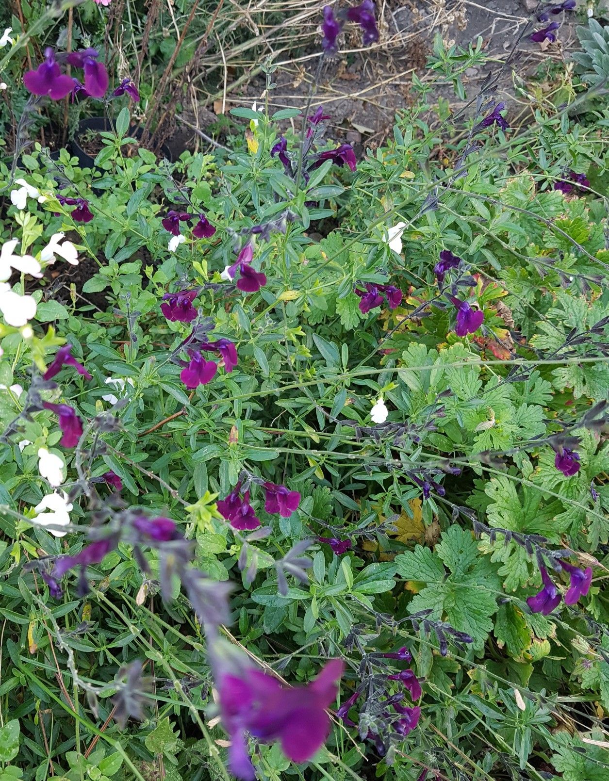 Herrenhauser Garten Neu Salvia X Jamensis Nachtvlinder