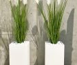 Holzterrassen Ideen Einzigartig Pampas Grass In Tall White Rectangular Planters On A Terrace