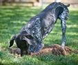 Hund Im Garten Begraben Inspirierend Knochen Vergraben Eine forscherin Erklärt Angewohnheit