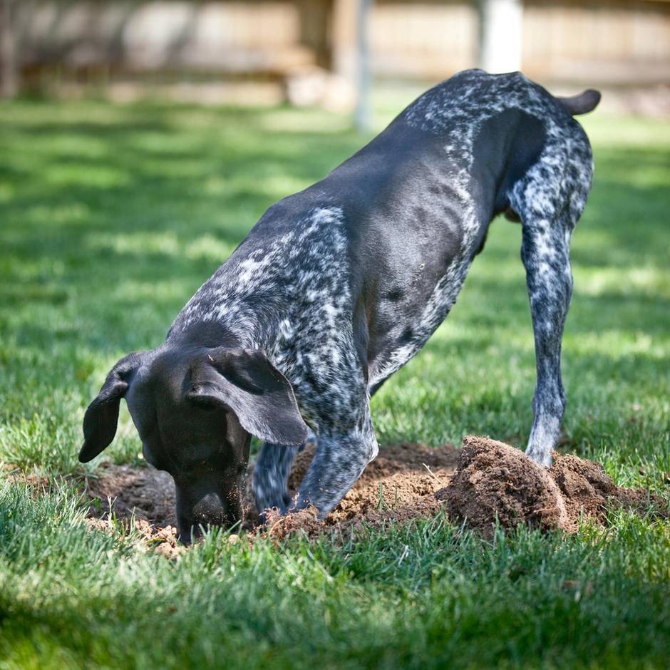 hunde knochen vergraben verbuddeln