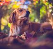 Hund Im Garten Begraben Inspirierend Was Passiert Mit Tieren Nach Dem tod