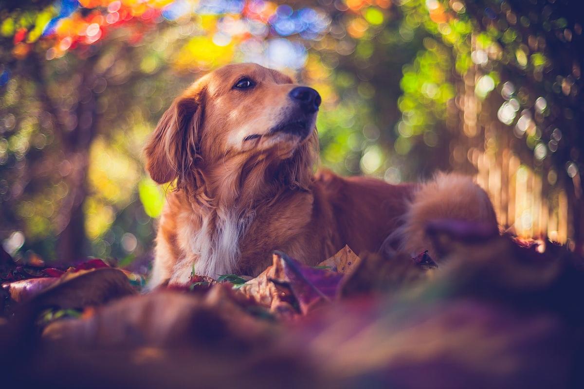 Hund Im Garten Begraben Inspirierend Was Passiert Mit Tieren Nach Dem tod