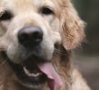 Hund Im Garten Begraben Luxus Tierbestattung Se Möglichkeiten Gibt Es