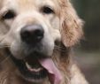 Hund Im Garten Begraben Luxus Tierbestattung Se Möglichkeiten Gibt Es