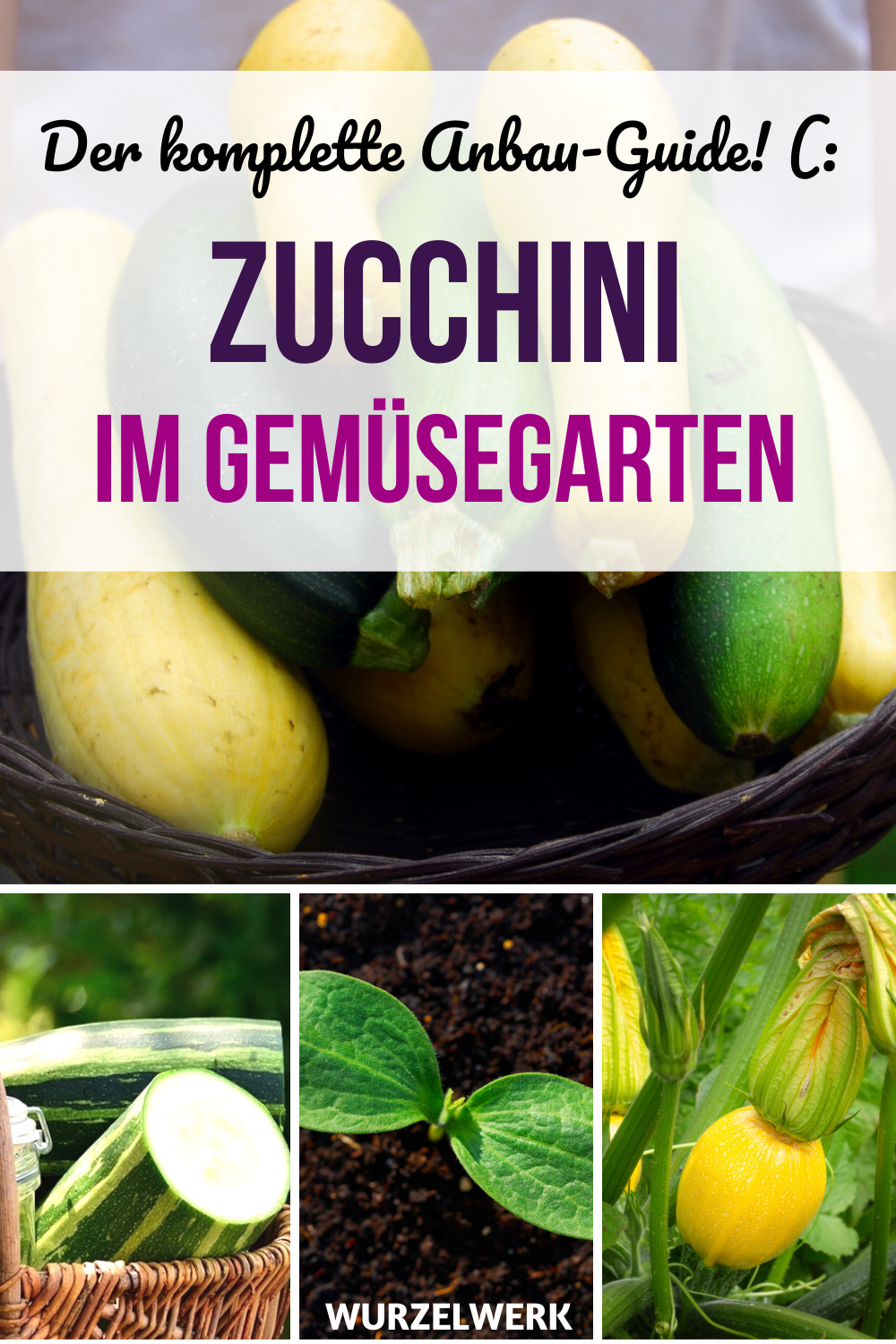 Ingwer Im Garten Best Of Der Komplette Zucchini Guide – Zucchini Pflanzen Anbauen