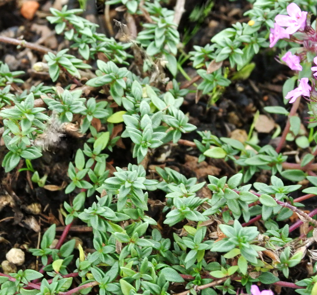 Ingwer Im Garten Best Of Kümmelthymian Thymus Herba Barona