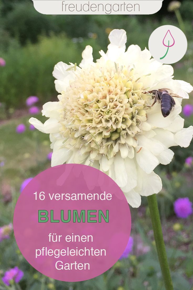 Insektenfreundlicher Garten Elegant Die 52 Besten Bilder Von Blumengarten In 2020