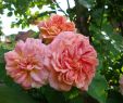 Insektenfreundlicher Garten Inspirierend Das Rosenjahr 2017 Rosenpara S Loccum